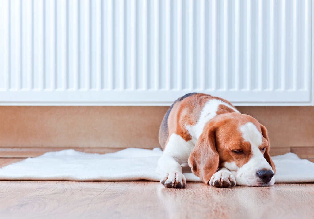 Oiling Hardwood Floors: How Often Should Hardwood Floors Be Oiled?