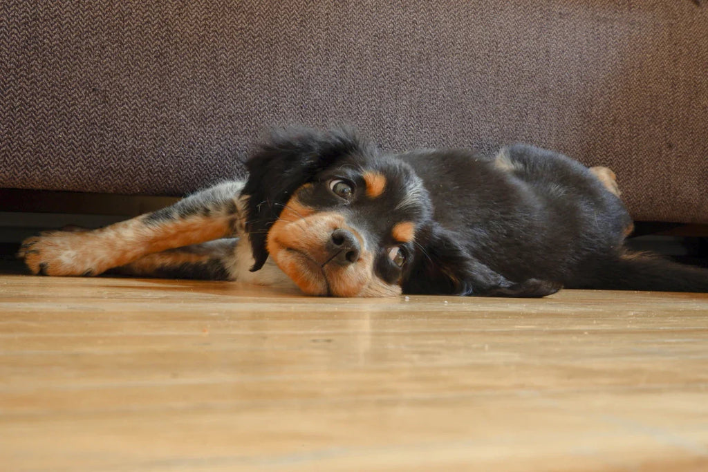 Pet-Proofing Your Wood Floors and Furniture